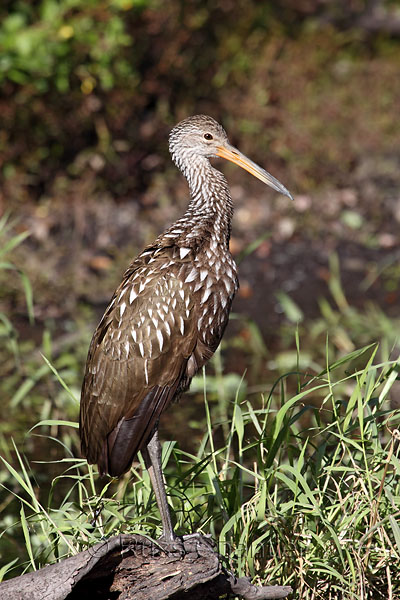 Limpkin © Russ Chantler